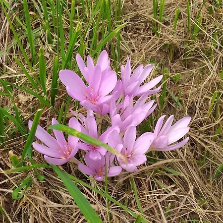 Skender 3* Ravna Gora